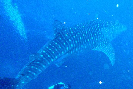 Great whaleshark!