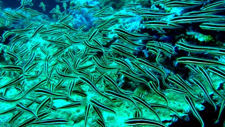 Striped eel wiggled before us