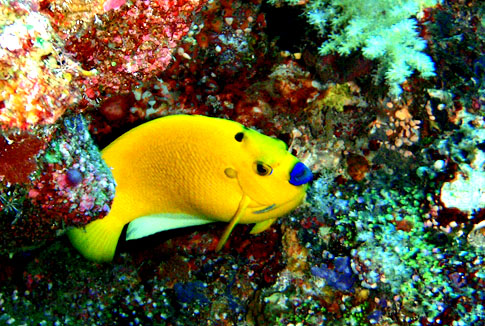 Vibrant Colors of Life