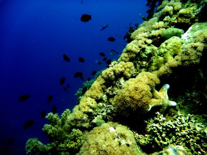 Camiguin Island Underwater Paradise