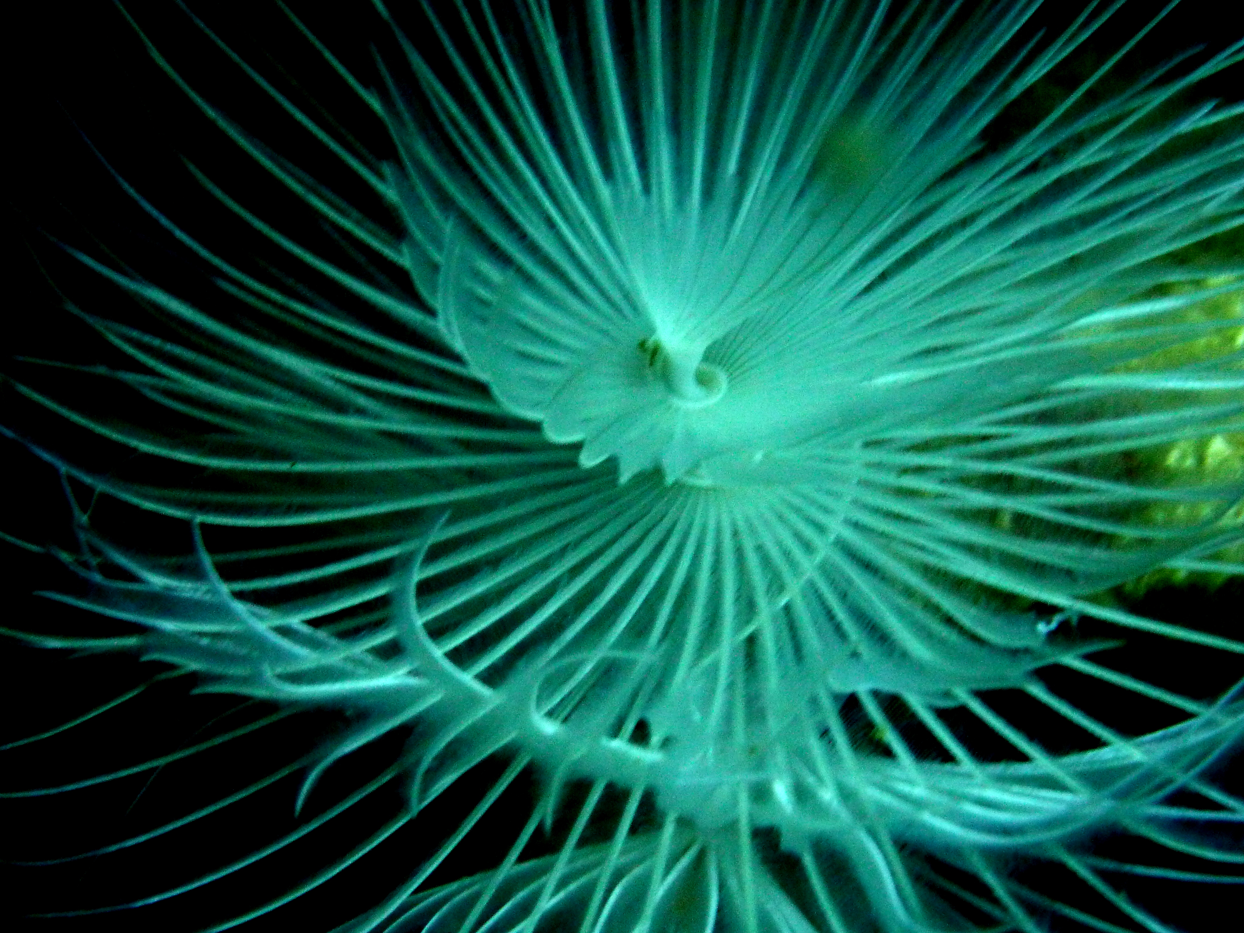 Mosaic in the Depths!