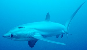 thresher-shark