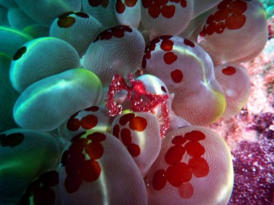 Crab on bubble coral