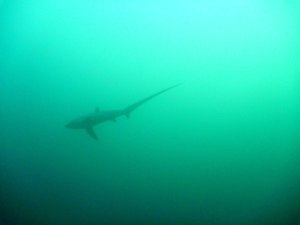 We had a thresher shark show!