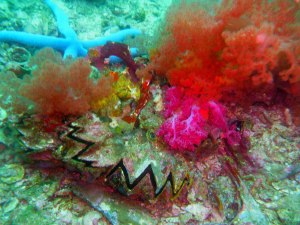 Teeming with marine life!