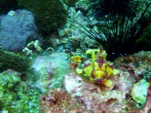 Juvenile yellow frogfish - rare find!