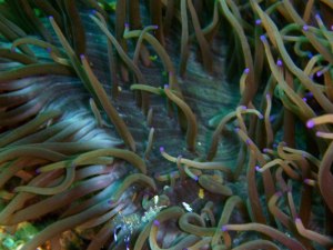 Can you find the cleaner shrimp?