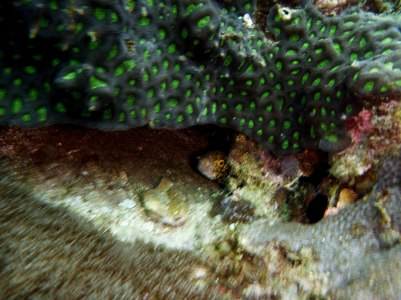 The shy moray eel...
