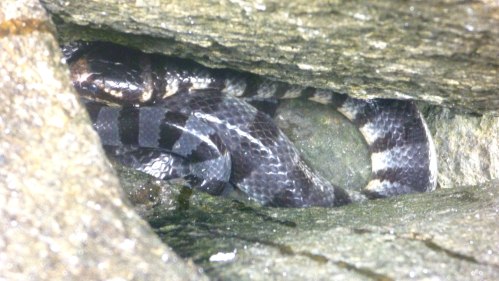 Sea snake sleeping in its chamber