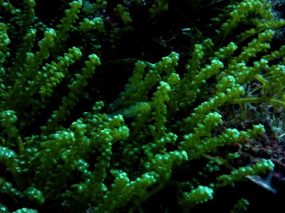 Fresh sea weeds, anyone?