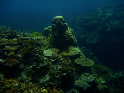Mound filled with soft and hard corals