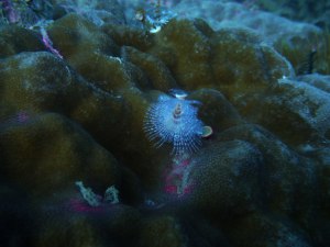 Christmas tree bristle worm!