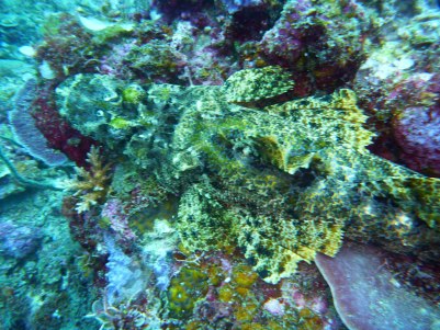 An alligator flat head - rare find!  But sorry, the blue ribbon tail and blue spotted  stingray quickly hid for a photo