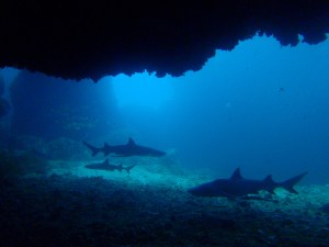 Reef sharks in a cavern in Gato island, Malapascua