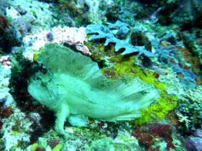Leaf fish at Banaug Shoal