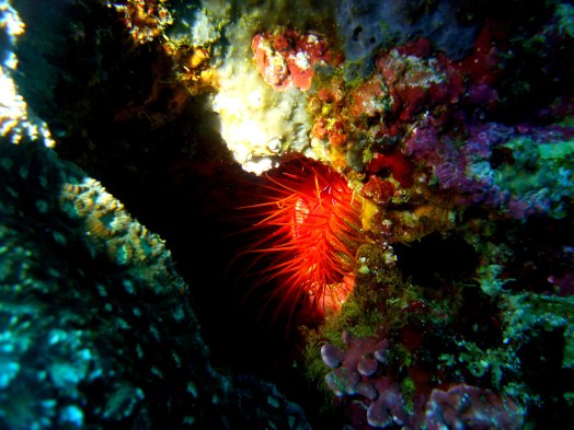 The clam was flashing red lights!