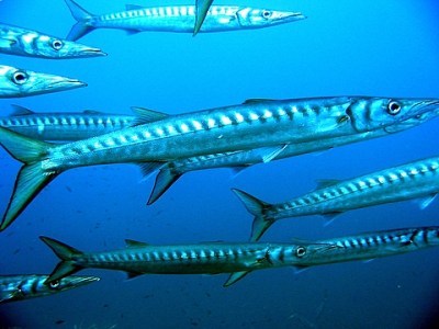 barracudas2
