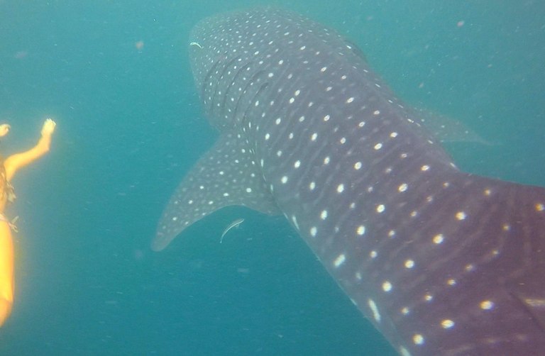 whaleshark2