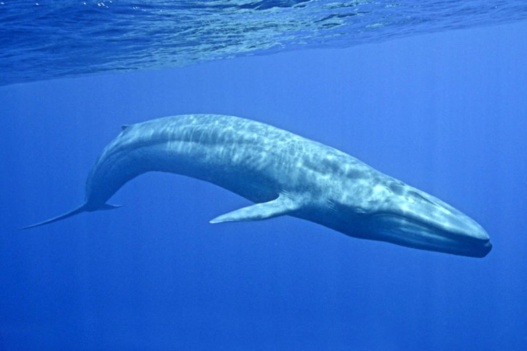 blue_whale