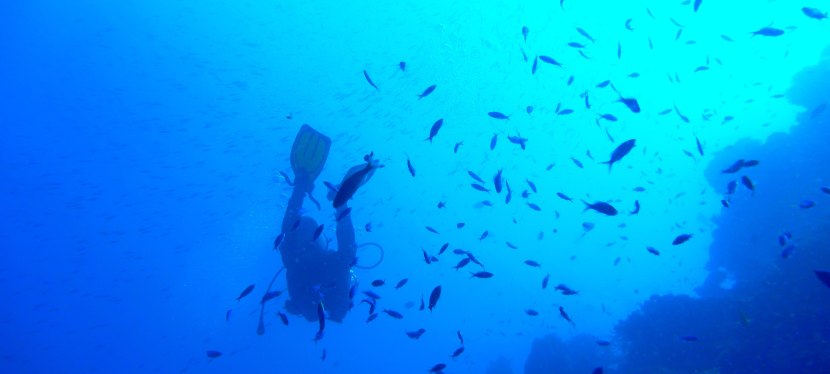 Oslob: More than Whale&nbsp;Sharks!