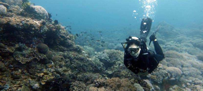 Year-End Diving Adventures in&nbsp;Anilao